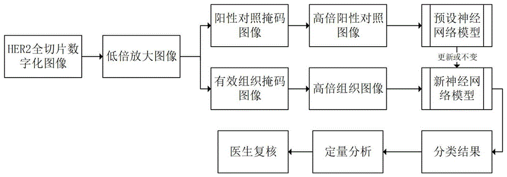 一种HER2免疫组化图像自动判别方法及系统与流程