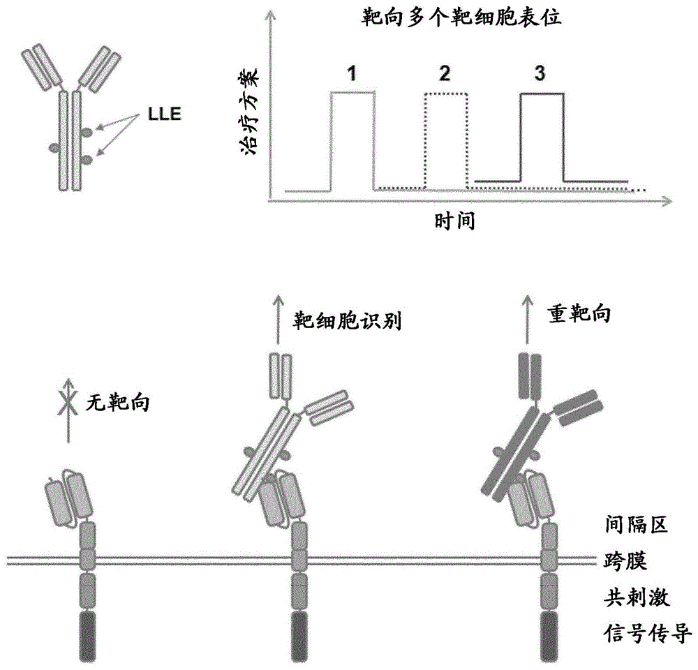 用于靶向多种抗原的适配体嵌合抗原受体表达细胞的制作方法