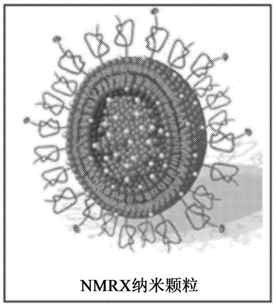 用于T1-MRI的新型脂质体钆(Gd)造影剂“NMRX”的制作方法