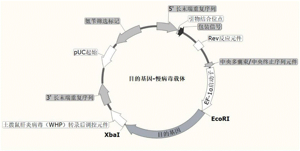 一种包含肿瘤抗原识别受体的免疫细胞及其应用的制作方法