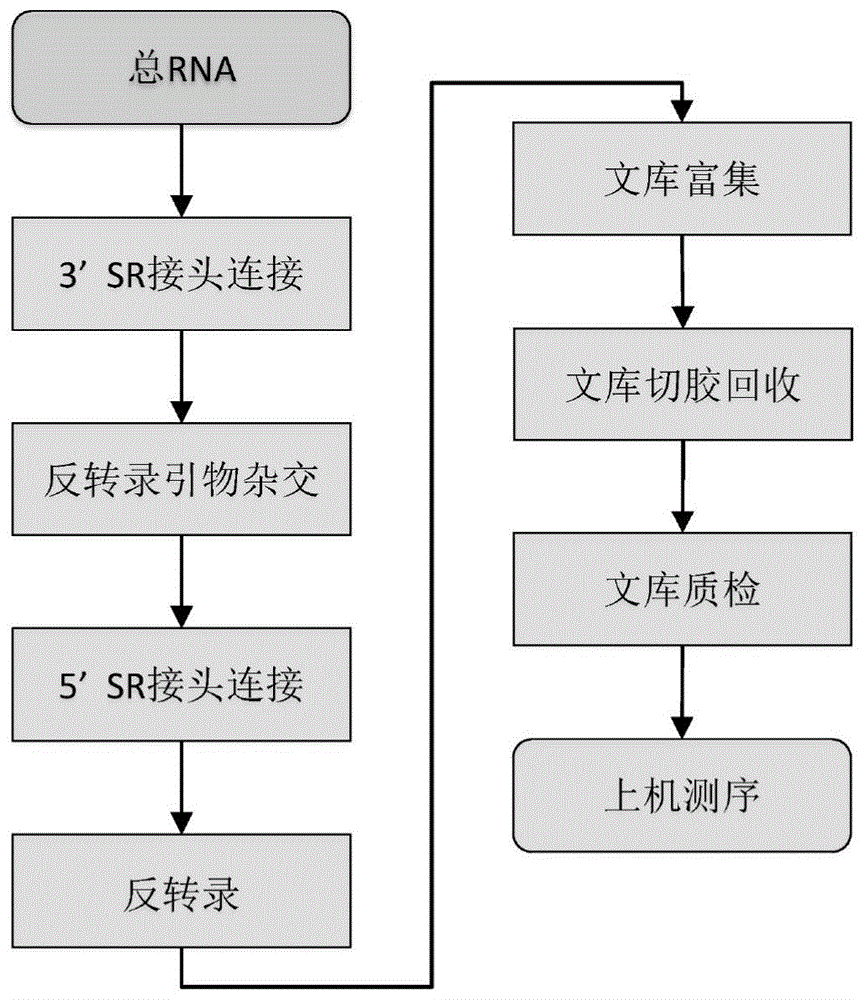 根尖牙乳头干细胞外泌体piRNA生物标志物及其筛选应用的制作方法