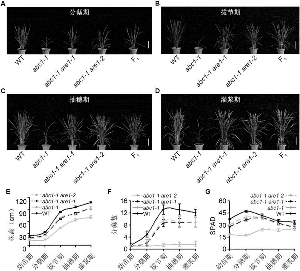 蛋白质OsARE1在调控植物抗低氮性中的应用的制作方法