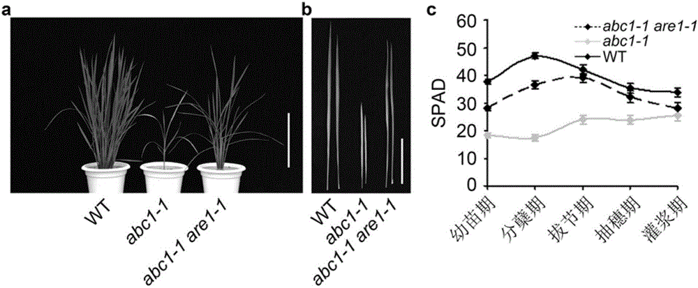 蛋白质OsARE1在调控植物衰老中的应用的制作方法