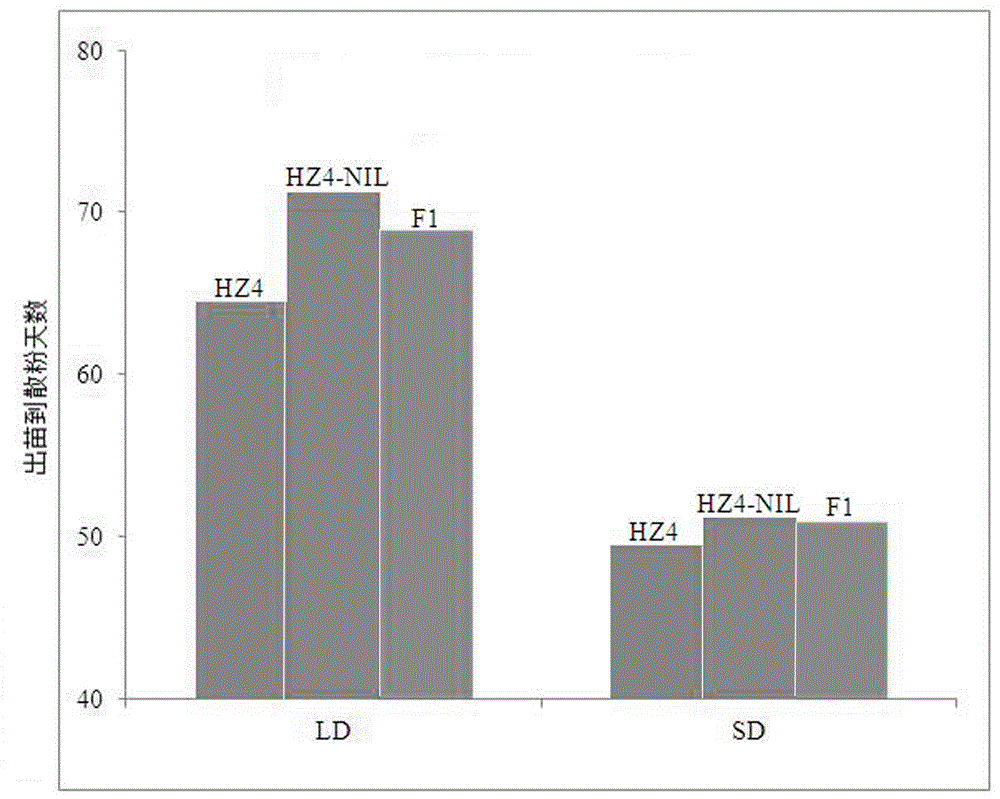 一种利用玉米ZmDPS10-2基因选育早花玉米的方法及其应用与流程