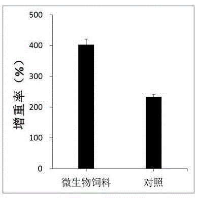 一种用于克氏原螯虾养殖的微生物饲料及其制备方法与流程