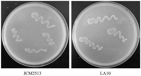 一种高产高光学纯度乳酸的左旋芽孢乳杆菌海南亚种及其应用的制作方法