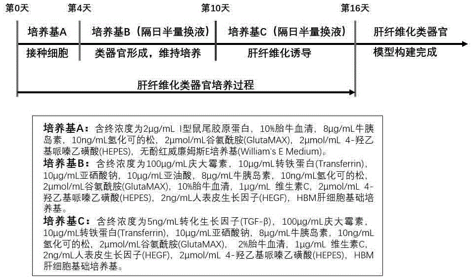 一种肝纤维化类器官模型的体外构建方法与流程