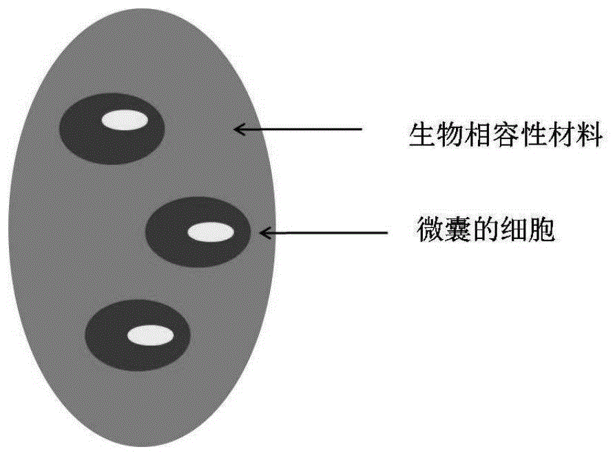 人工组织前体及制备其的方法与流程