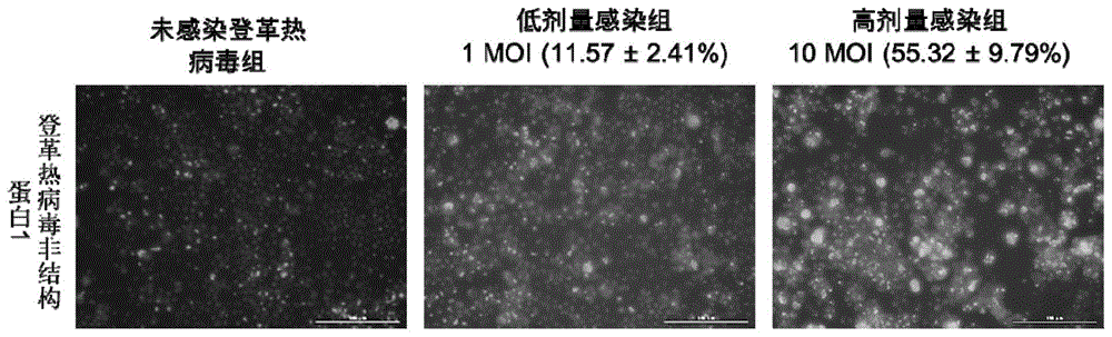 一种登革热模型的构建方法与流程