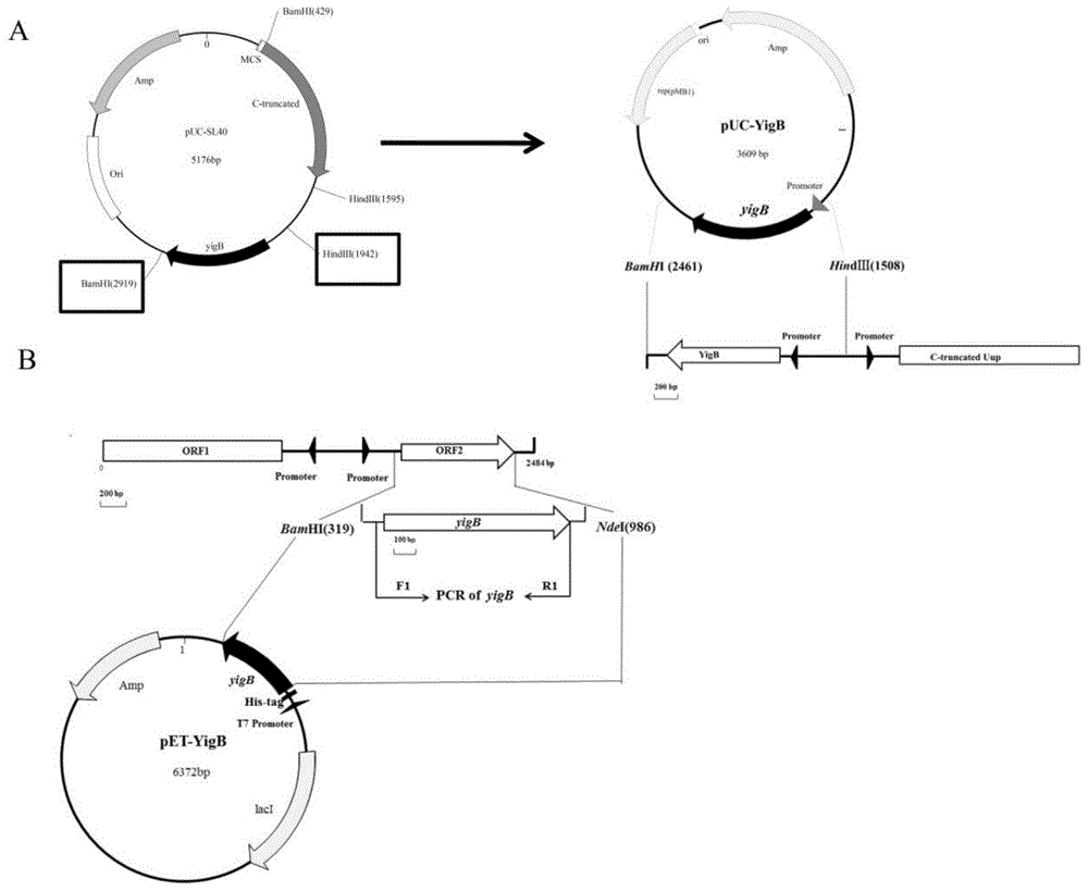 一种喜盐芽胞杆菌耐盐碱基因yigB及其鉴定方法与流程
