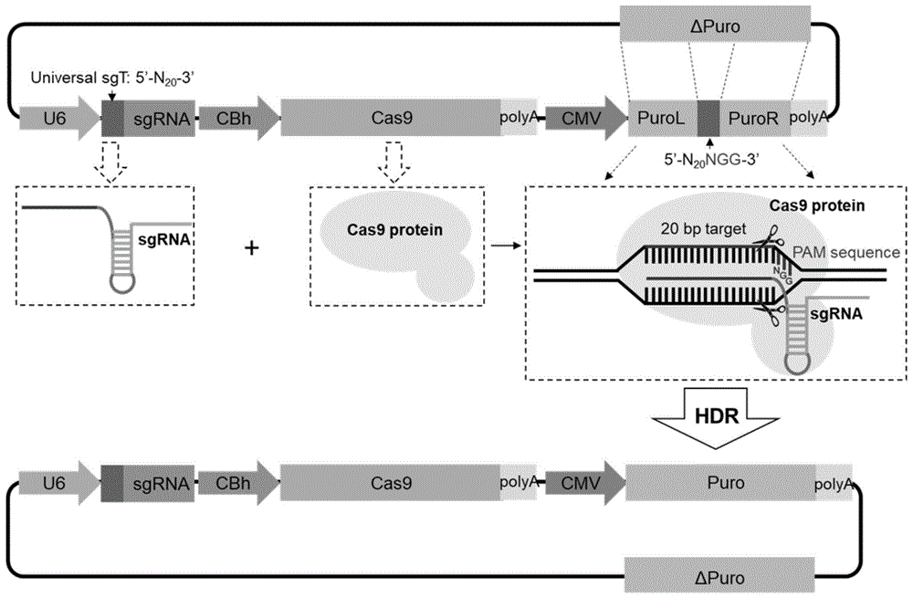 用于富集CRISPR/Cas9介导的同源重组修复细胞的筛选报告载体及筛选方法与流程