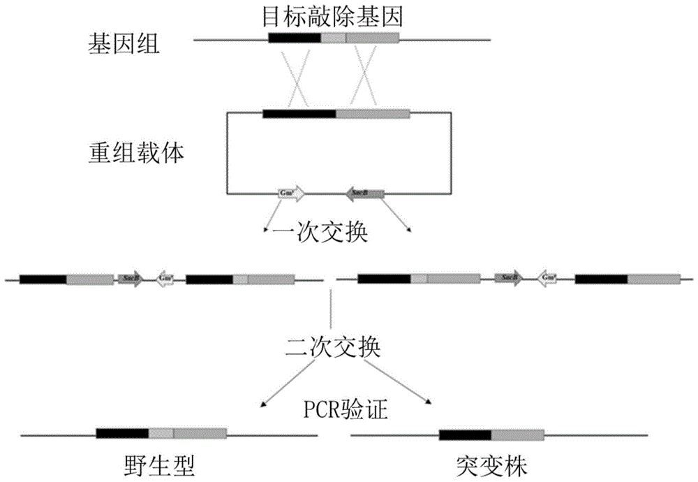 一种基于同源重组的变棕溶杆菌OH23基因敲除系统的构建方法与应用与流程