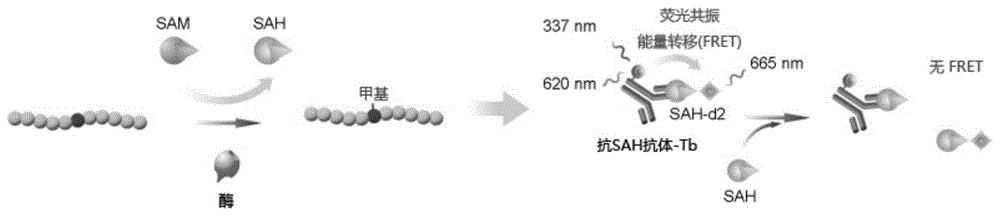 利用结合HTRF技术的甲基转移酶通用酶活分析法筛选抑制剂/激动剂的方法与流程