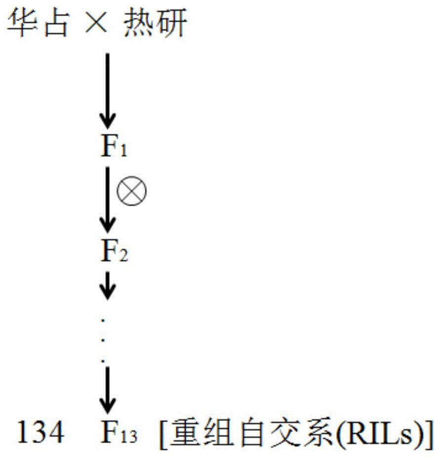 调控水稻细菌性褐条病抗性的主效QTL位点Apam-1的分子标记及其应用的制作方法