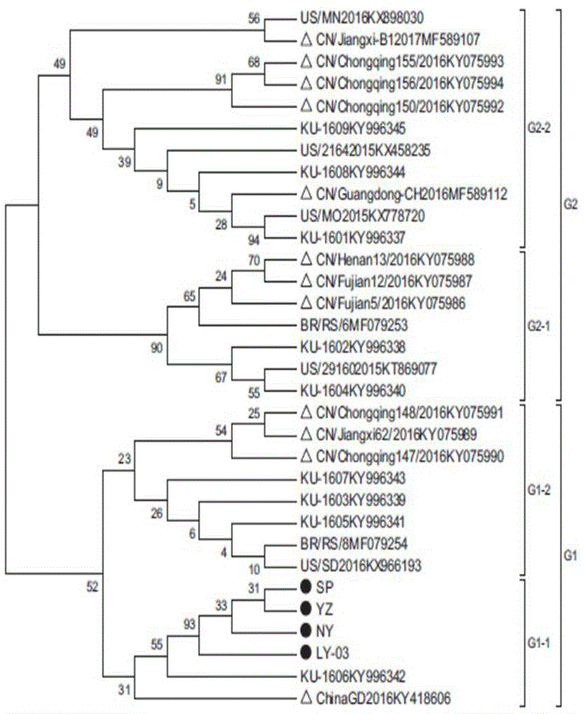 鉴别猪圆环病毒3型两个基因亚型的实时荧光定量PCR-HRM引物的制作方法