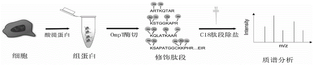 一种外膜蛋白酶T酶解组蛋白并进行质谱分析的方法与流程