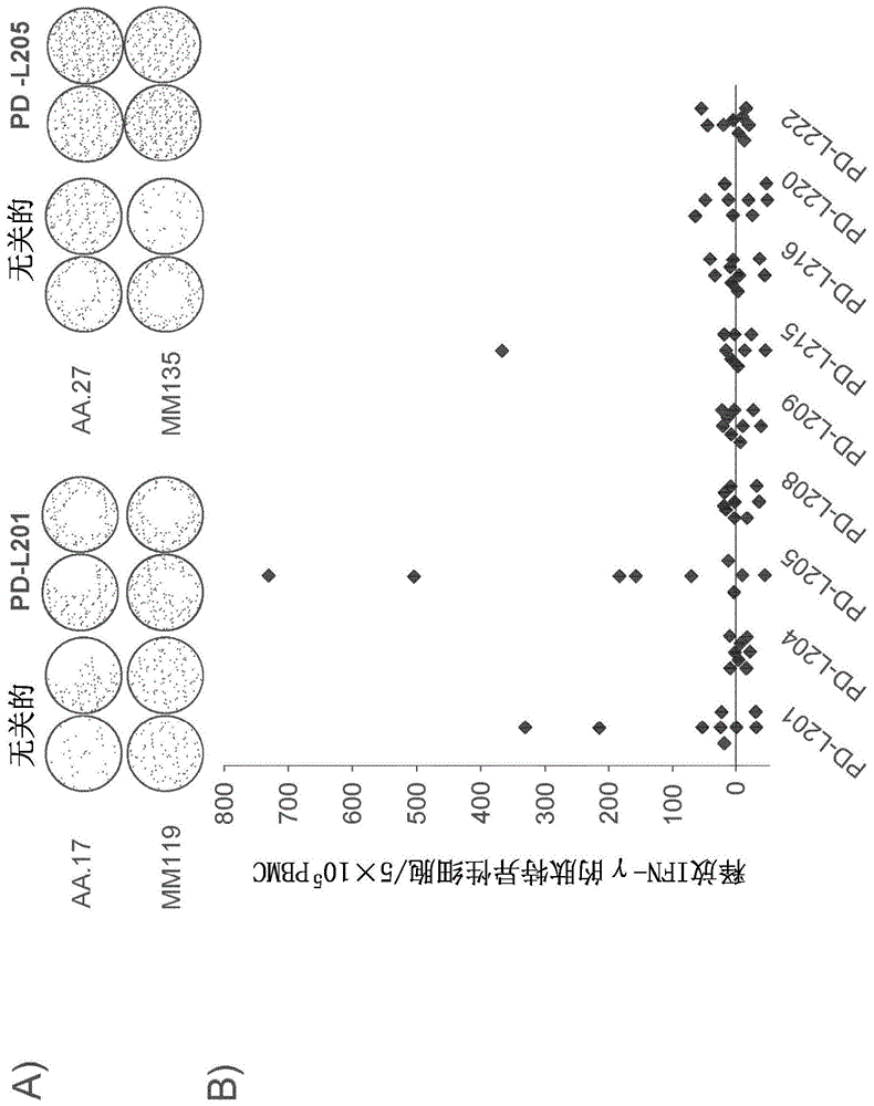 新的PDL2化合物的制作方法