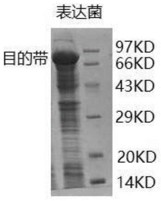 一种梅毒螺旋体p15-17-47突变体、编码基因、重组载体、重组工程菌及其应用与制备方法与流程