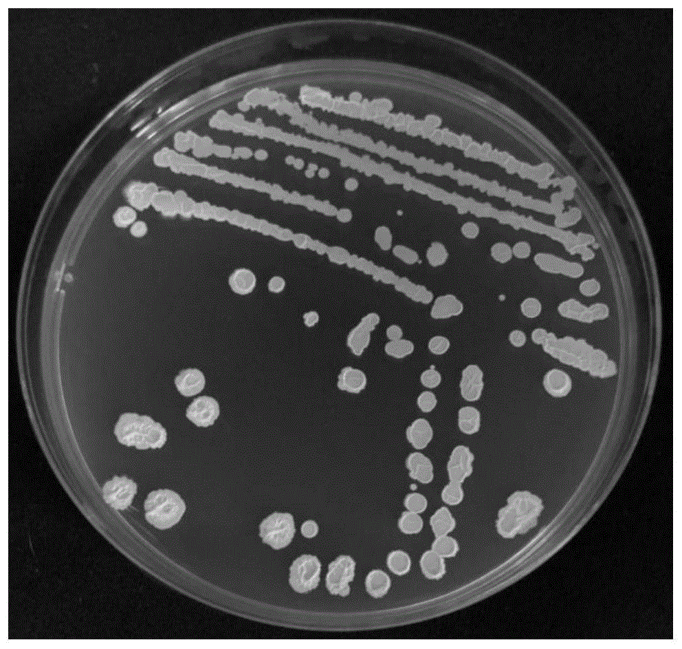 一株抑制病毒、促进植物生长的贝莱斯芽孢杆菌及其应用的制作方法