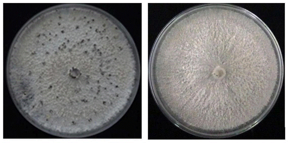 一种促进拟茎点霉产生大量分生孢子的方法与流程