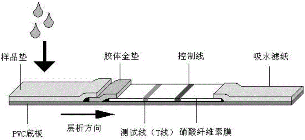 一种亚甲基二氧吡咯戊酮检测试纸条和应用的制作方法