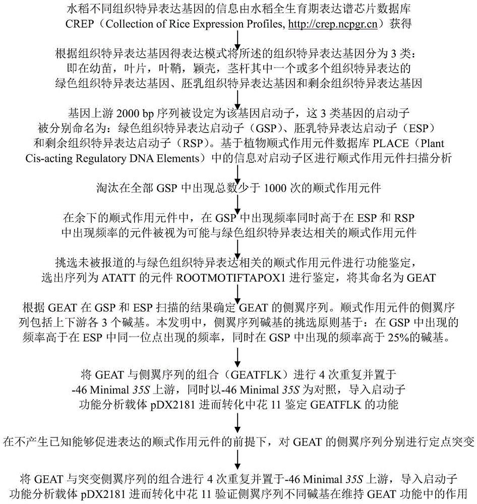 筛选水稻组织特异表达顺式作用元件及其侧翼序列的方法与流程