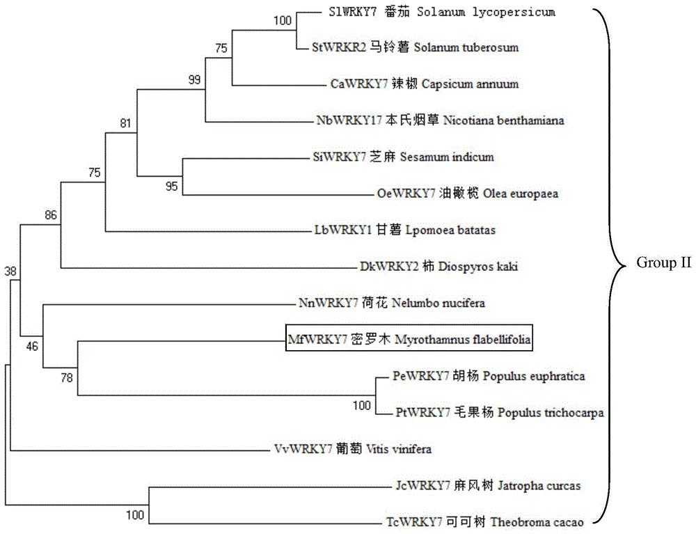 一种密罗木基因MfWRKY7及其应用的制作方法