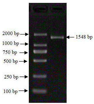 一种黄秋葵内参基因EF-1α及其应用的制作方法