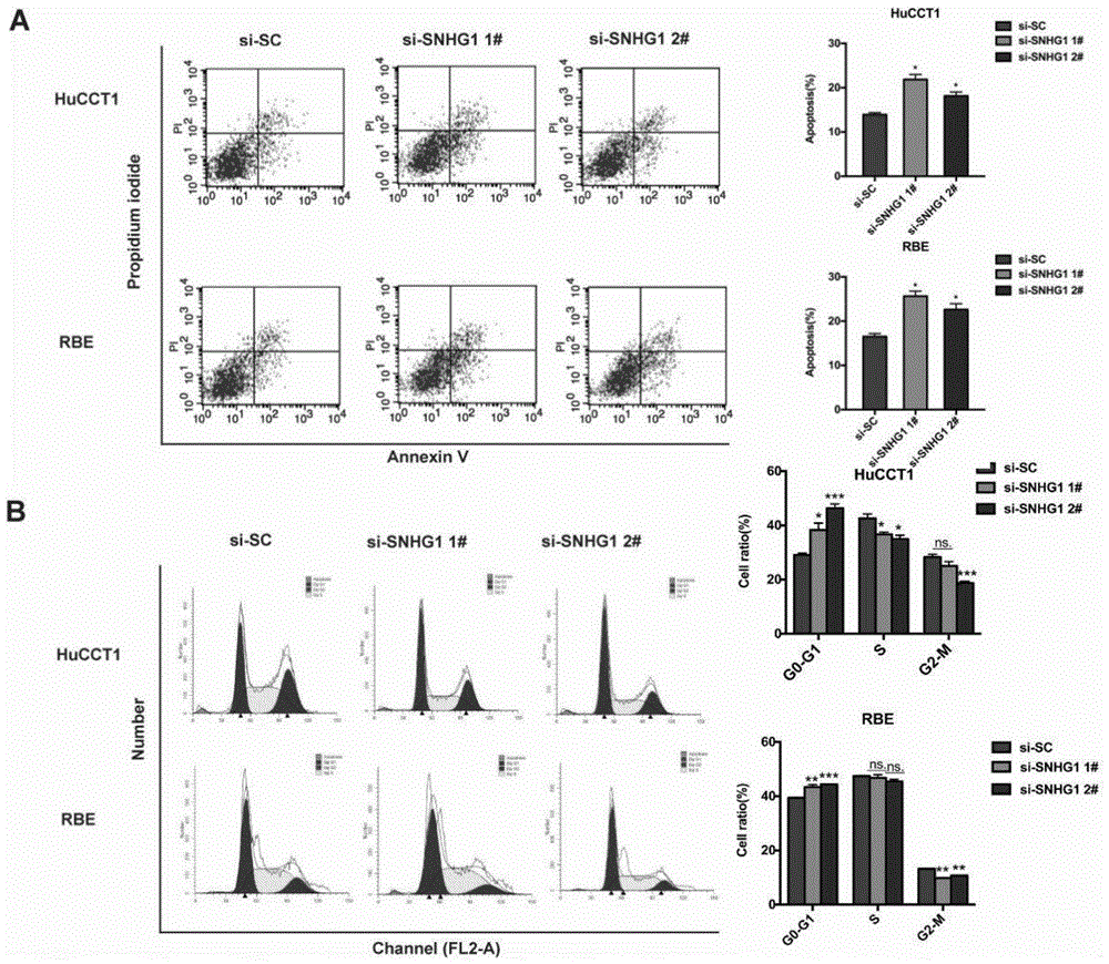 一种长链非编码RNA-SNHG1及其组合物在诊断或治疗胆管癌中的应用的制作方法