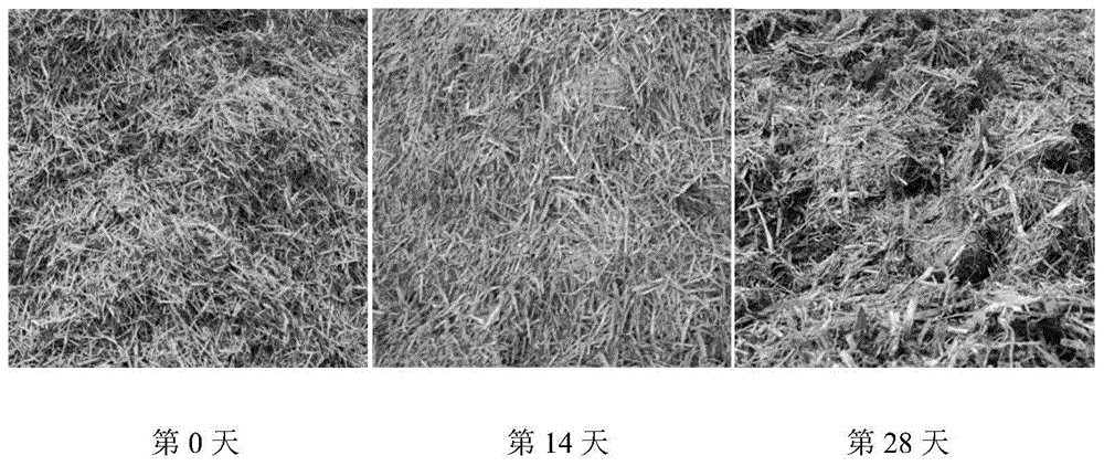 一种利用农作物秸秆与磷肥生物好氧共堆肥得到的活磷生物有机肥及其制备方法与流程