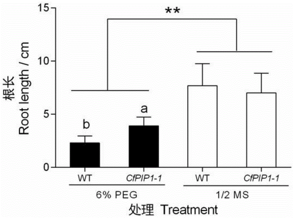 灰楸CfPIP1-1水通道蛋白的制作方法