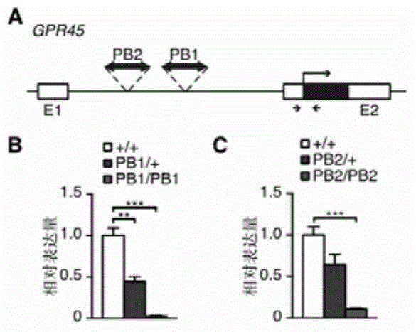 GPR45基因的用途的制作方法