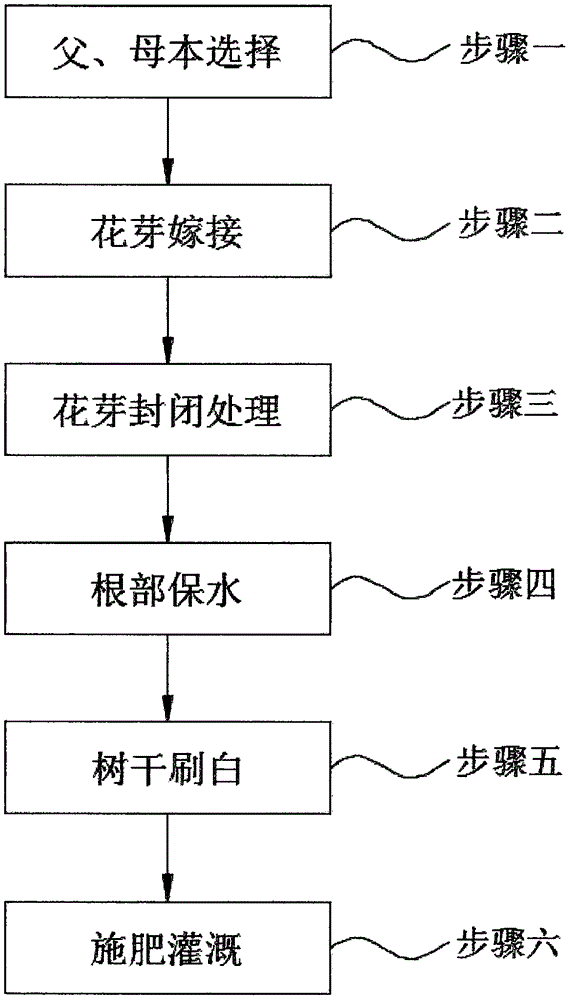 一种零下三十五度超抗寒桃树的种植方法与流程