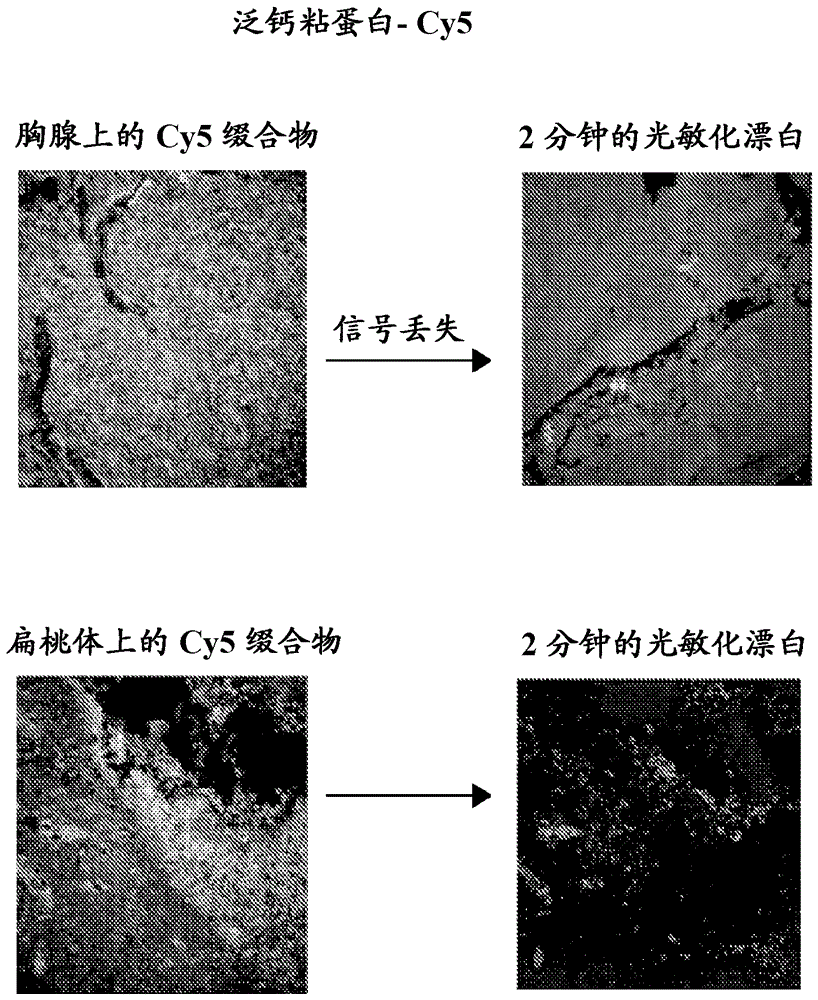 染料的光敏化化学漂白的制作方法