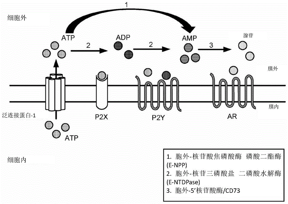 腺苷5′-核苷酸酶的抑制剂的制作方法