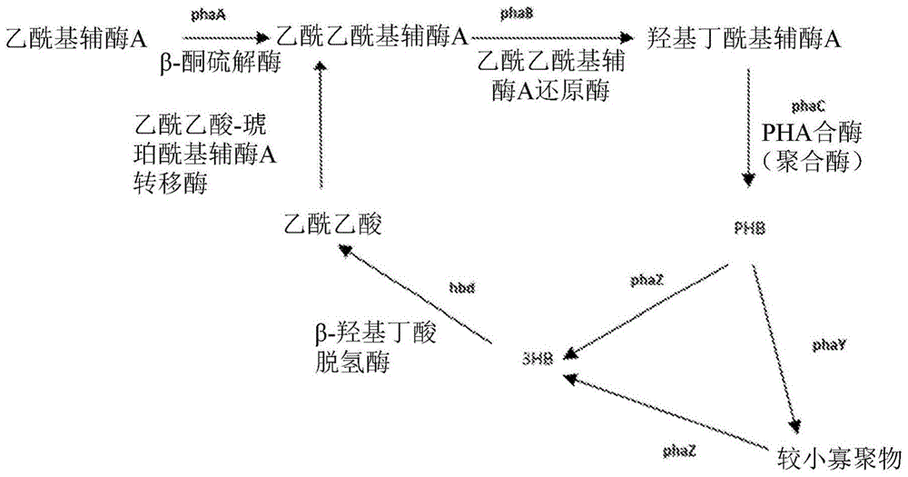 由醇利用细菌以微生物制造蛋白质和PHB的制作方法