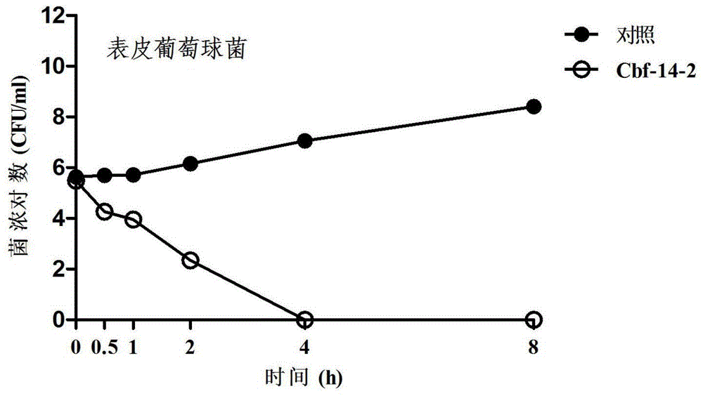 抗耐药性感染多肽Cbf-14-2及其用途的制作方法