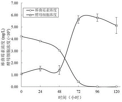 一种利用酿酒酵母生物降解棒曲霉素的方法与流程