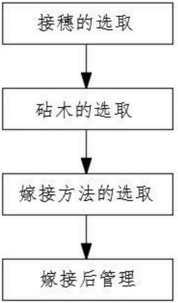 一种红豆树嫁接工艺的制作方法