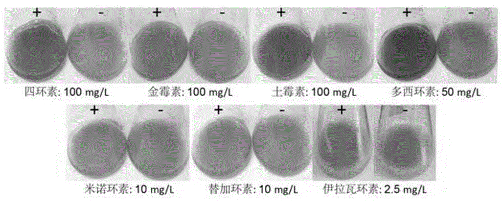 大肠杆菌（Escherichia coli）LHM10-1菌株及其应用的制作方法