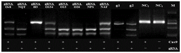 一种调控PCV2病毒增殖的序列及其应用的制作方法
