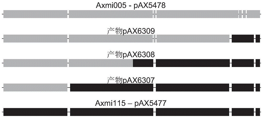 AXMI115变体灭虫基因及其使用方法与流程