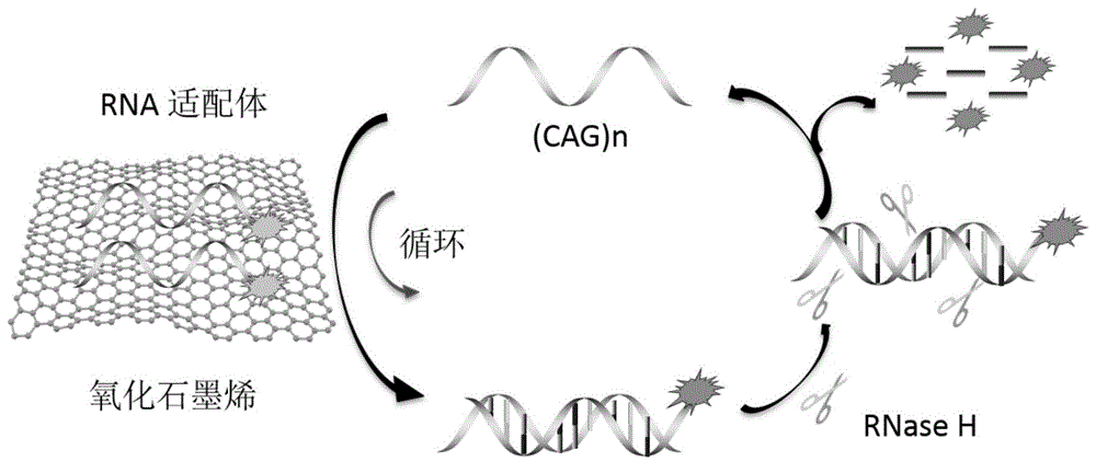 一种利用RNase H检测(CAG)n重复序列的方法与流程