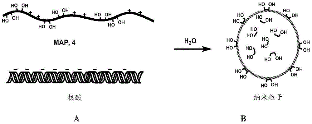 用硝基苯硼酸组合物稳定的纳米粒子的制作方法