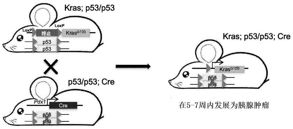 肿瘤靶向合成腺病毒及其用途的制作方法