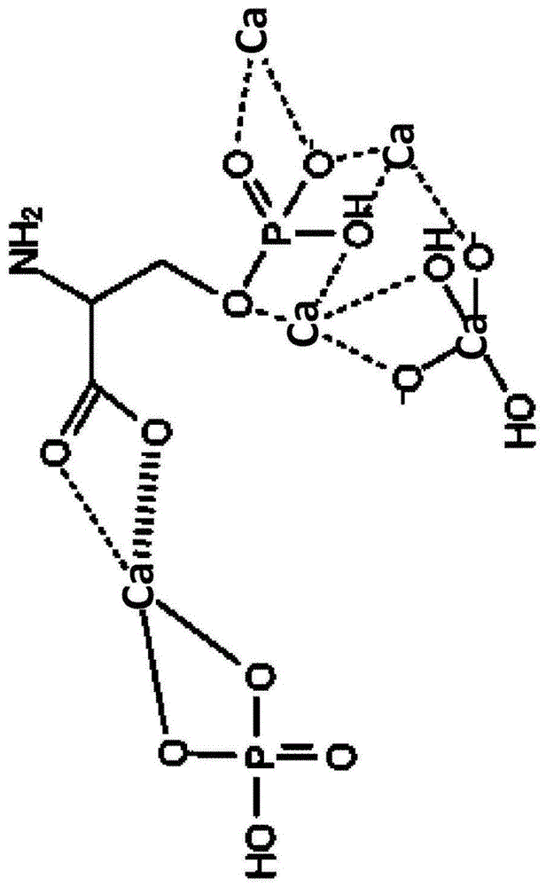 α-TCP、硅酸盐和磷酸化氨基酸的组合物的制作方法