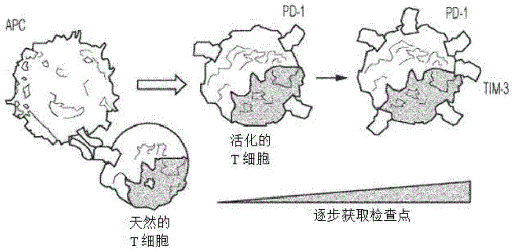 针对T细胞免疫球蛋白和粘蛋白3（TIM-3）的抗体的制作方法