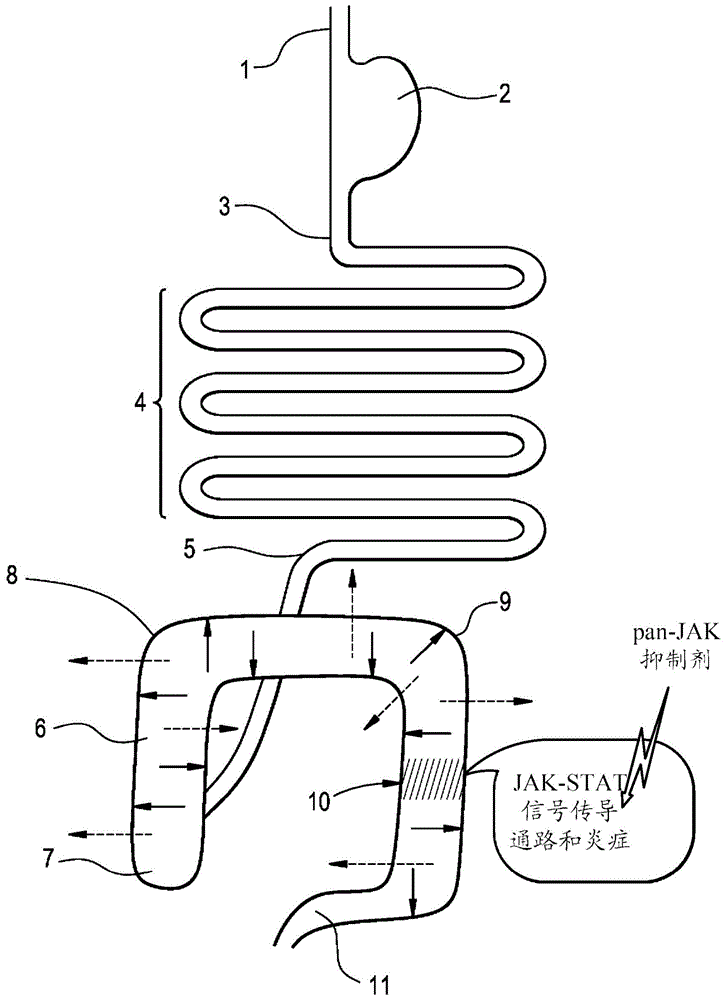 JAK家族激酶的小分子抑制剂的制作方法