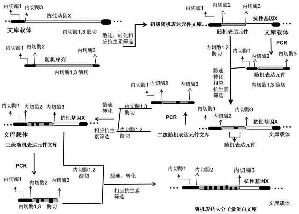 一种基于随机表达元件倍增方式构建随机蛋白表达文库的方法与流程