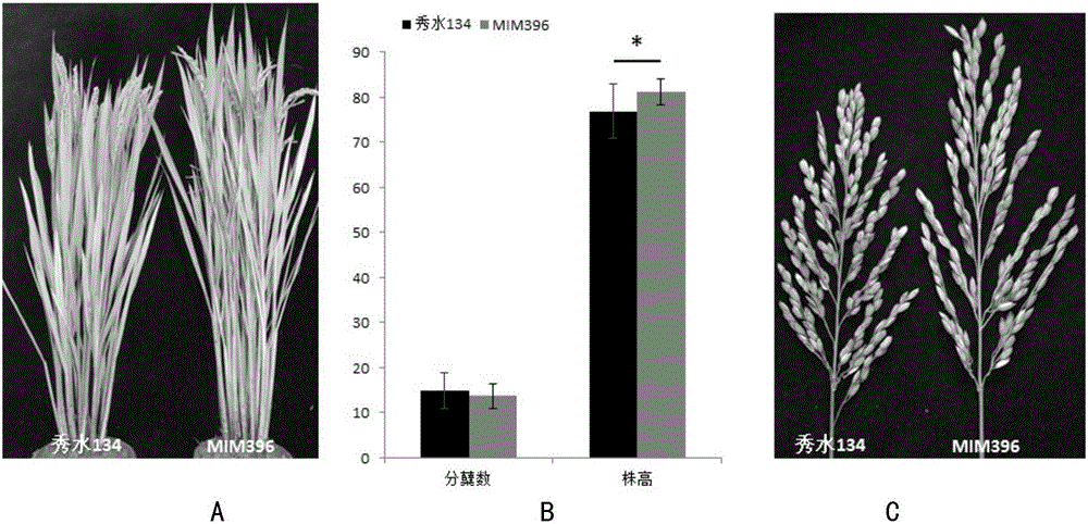 MIM396在增大水稻穗形及提高水稻株高中的应用的制作方法